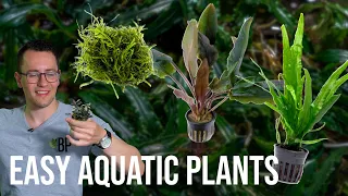 Easy Aquatic Plants for Beginner Aquascapers - Intro to Aquarium Plants  | EP3 Planted Tank Overview