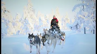 Husky ride in Lapand