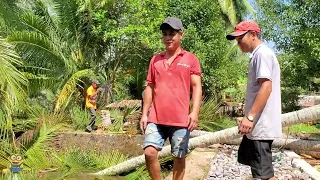 Gặp phải cây dừa cao khủng thế này Vua Khỉ sẽ leo cưa thế nào. Sawing a tall coconut tree