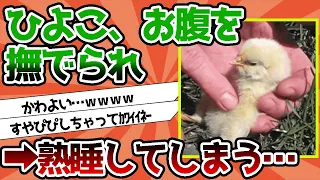 【2ch動物スレ】ひよこさん、お腹を撫でられ仰向けで眠る…スヤァ