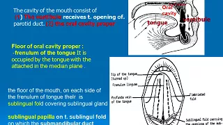 82  ORAL  CAVITY