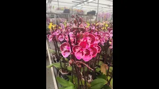 Друга частина орхідей в квітковому гаражі!