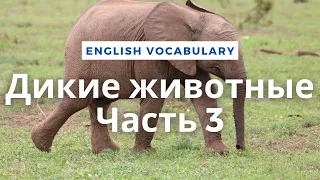 Дикие животные - Часть 3 / Vocabulary: Wild Animals - Part 3