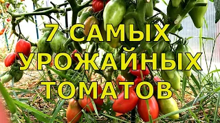 Самые УРОЖАЙНЫЕ ТОМАТЫ по итогам 2023 года. Вторая часть - Гномы