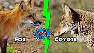 Fox vs Coyote – The 5 Key Differences Explained