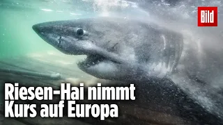 Weißer Hai ist auf dem Weg ins Mittelmeer | OCEARCH „Nukumi“