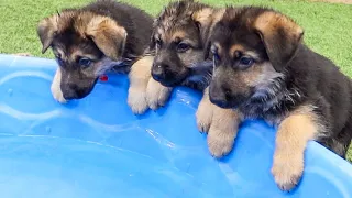 GERMAN SHEPHERD PUPPIES SWIM FOR THE FIRST TIME!!