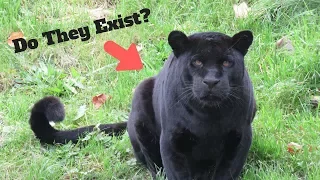 Do Black Panthers Exist? - Short Wildlife Documentary