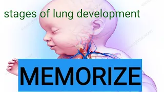 How to memorize Stages of lung development !