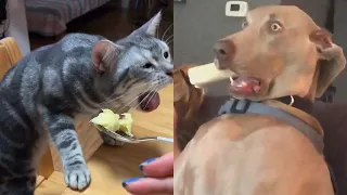 Dog and Cat Reaction to Cutting Cake - 😹 Funny Dog Cake Reaction Compilation 😂