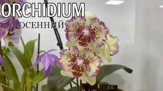 Осенний Orchidium 2023 || Выставка орхидей в Москве || День 2 - детально рассмотрим растения 🌿