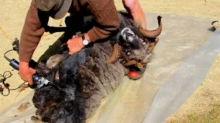 Angry Ram gets Fleeced