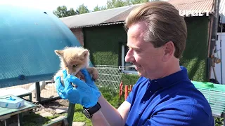 Карен Даллакян спасает лисенка, чуть не погибшего при пожаре в лесу