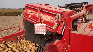 Работа картофелеуборочного комбайна Grimme SE 150-60 картофель королева Анна