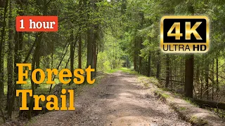 Forest Trail | Spring forest | Sounds of the wind | 1 hour video #relaxingvideo #nature