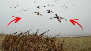 North Dakota Duck Hunting in a Dry Field! (LIMITED OUT) Insane Mixed Bag