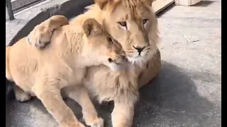 Киара и Север-Алай.. Так рождается львиная дружба и любовь 🦁🦁❤❤  #animals #lion #челябинск