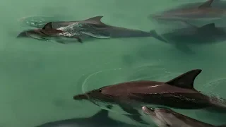 Dolphin Family Welcomes New-born Together | BBC Earth