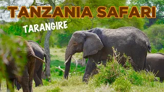 SAFARI in TANZANIA: Better than SERENGETI!? Tarangire is ELEPHANT Paradise!