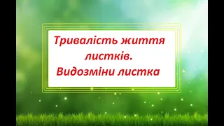 Тривалість життя листків.  Видозміни листка