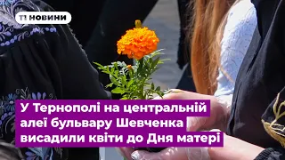 У Тернополі на центральній алеї бульвару Шевченка висадили квіти до Дня матері