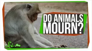 Do Animals Mourn Their Dead?