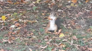 Белка танцует | Squirrel dancing