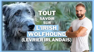 Race de chien : L'Irish Wolfhound (Le Lévrier Irlandais) !