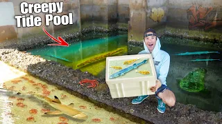 Catching AQUARIUM FISH In CREEPY TIDE POOL For My Saltwater Pond!