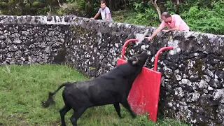 RB - Separating The Bulls - Separação a 24 Agosto 2021 - Ilha Terceira - Açores