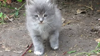 Котенок серый и пушистый.Маленький озорной котенок. Видео для Детей Funny Kittens.Смешной КОТИК.