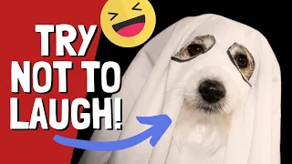 Try not to laugh cats dogs 2019 | #9 CUTE CATS & DOGS IN HALLOWEEN COSTUMES - Viral animal videos