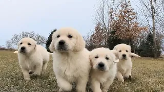 8 Golden retriever puppies (The Sweets Litter)