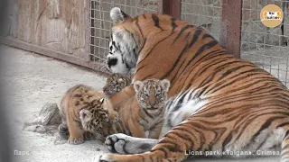 Caring tigress Scarlett with cubs. Taigan