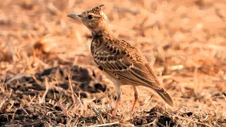 Wildlife and Nature Crested lark sandy brown bird