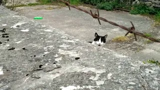 Hungry Stray Street Cat Crying for Food