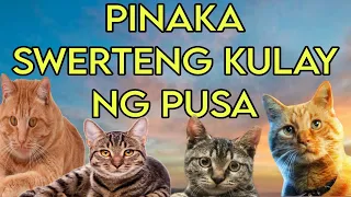 PINAKA SWERTENG KULAY NG PUSA