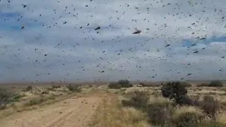 🚨LOCUST PLAGUE TODAY IN SOUTH AFRICA 🇿🇦 Insect swarms destroy crops in Eastern Cape, March 28 2022