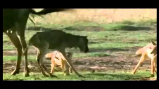 jackal   attacking wildebeest calf