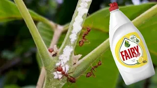 How to get rid of mealybugs / white insects in our plants | simple solution for mealybugs