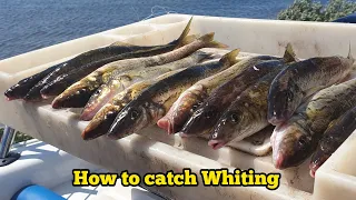 How to catch WHITING - Whiting fishing tips MasterClass