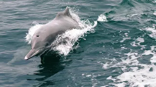 Hervey Bay Nature Cruise