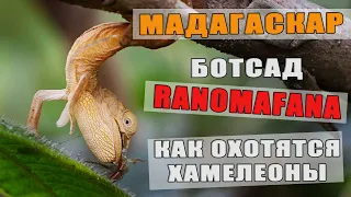 Мадагаскар.Ботсад Ранумафана, как охотятся хамелеоны.