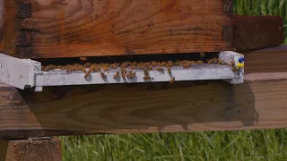 Bee colonies surge over past 5 years, local company sees increased interest