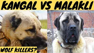 WOLF KILLERS?  KANGAL VS MALAKLI dog breeds!