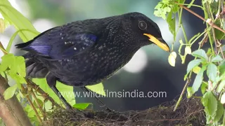 Himalayan Blue Whistling Thrush feeds its chicks at wildfilmsindia Motidhar sanctuary