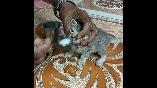 🐹 Kittens drinking milk with out mother #shorts 🐾