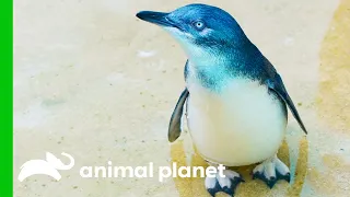 The Penguins From The Bronx Zoo Are Just Too Cute! | The Zoo