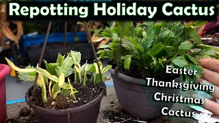 Repotting Holiday Cactus || Schlumbergera Cactus Potting