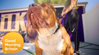 Exclusive: Inside America's Largest XL Bully Breeding Kennel | Good Morning Britain